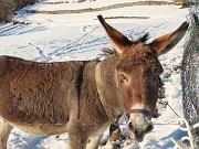 Miragoli con Monte Castello (1089 m), innevati e baciati dal sole-22nov25 - FOTOGALLERY